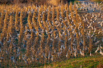 So many sandhill cranes in a corn field that they've become part of the winter landscape in their wintering grounds in Hiwassee Wildlife Refuge, Meigs County, Tennessee