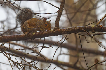 An eastern gray squirrel licking a tree branch on a foggy morning