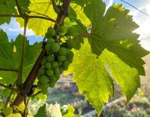 Close-up of green grapes on vine with large leaf, sunlight in background