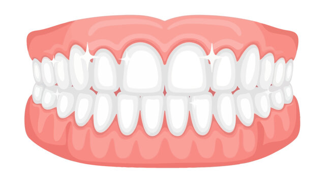 A medical model of a plastic jaw and artificial dentures sits isolated, showcasing oral hygiene and dental tools used by a dentist for professional healthcare and dentistry care of teeth and gums