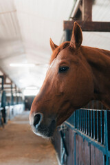 Horse in the stable 