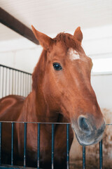 Horse in the stable 
