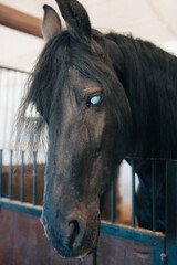 Blind Horse in the stable 