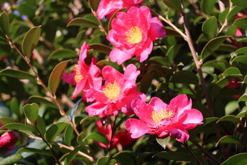 Obraz premium Camellias are winter flowers in Japan
