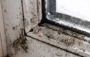 mold on the window, cold and high humidity in the apartment