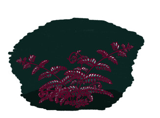 Mystical fern plant associated with Ivan Kupala night and midsummer legends, folklore illustration.