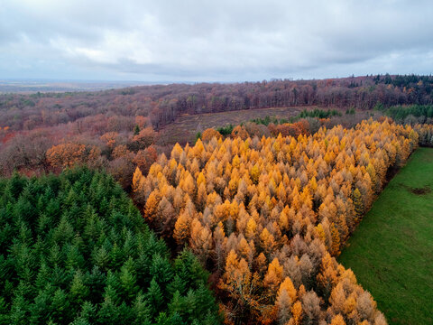 Aerial view of dense forests painted in deep greens, rusty oranges, and fading yellows under a moody sky, Morvan, France.