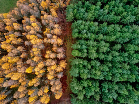 Aerial view of golden autumn trees meet evergreen pines in a striking contrast of seasonal hues, Morvan, France.