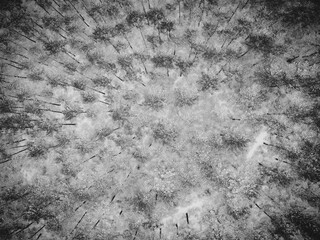Aerial view of a dense forest canopy, the trees covered in a blanket of fresh snow, creating a stark contrast of textures and tones, Landes, France.
