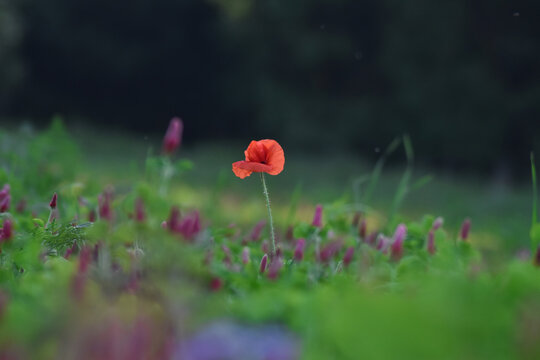 Red poppy in sharp focus in dark green meadow with blurred purple flowers and soft vignette