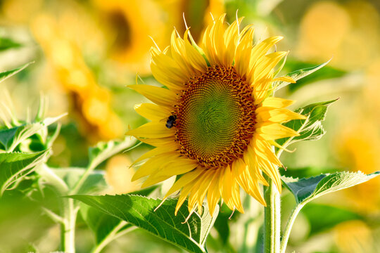 Sunflower flower infocus in blooming sunflower meadow outdoors 