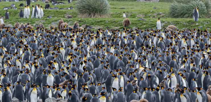 Majestic and unmistakable, the King Penguin thrives in the cold subantarctic world of South Georgia.