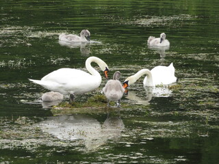 happy swan family
