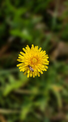 Close-up of a Honey Bee Pollinating a Bright Yellow Dandelion Flower.