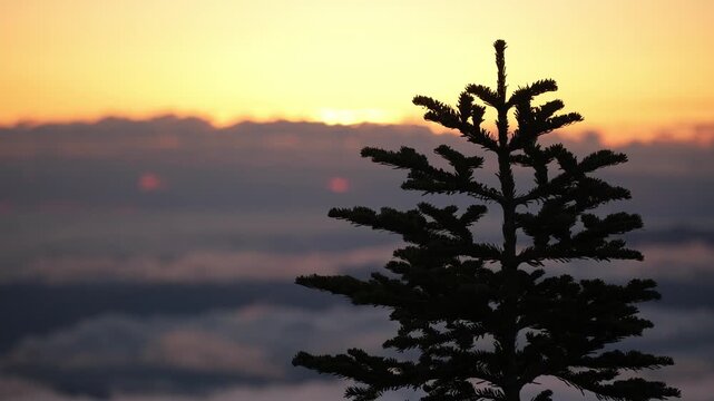 Capture the serene beauty of a sunrise over silhouetted trees in Chubusangaku National Park, Nagano. This tranquil scene reveals the vibrant hues of dawn, offering a peaceful landscape view.
