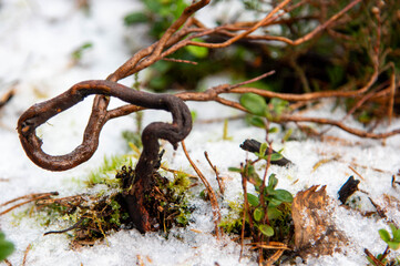 a beautiful view of a tree branch in the mountains