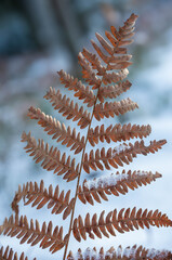 winter background with snow covered fern