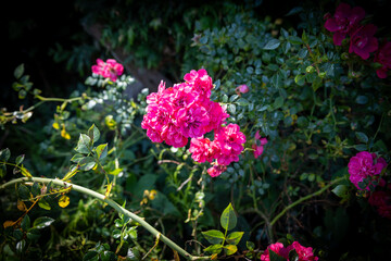Close-up of bright pink rose blossoms in a sunny garden