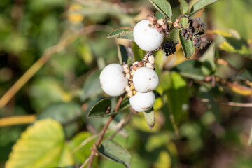 Close-up of ripe white snowberries (Symphoricarpos) on an autumnal shrub