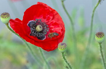 Fleur de coquelicot 