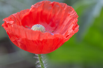 Coquelicot 