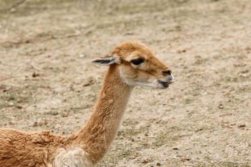 Andean Vicu&ntilde;a in the Foreground Against a Blurred Natural Background