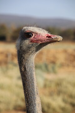 Close-up of ostrich head and neck in natural outdoor setting