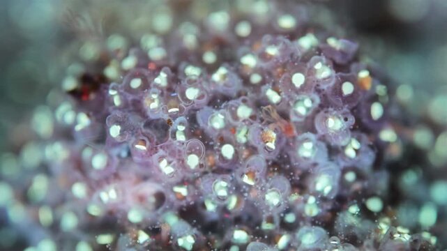 Colony of bryozoans under a microscope. Sometimes they are called Ectoprocta. Sea of Okhotsk. Under ultraviolet light.