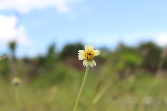 flower of Tridax procumbens, commonly known as coatbuttons or tridax daisy