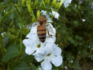 Honey bee on white flower macro close up, pollination in garden