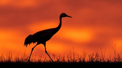 Silhouette of a sandhill crane walking through grass against a vibrant orange sunset sky