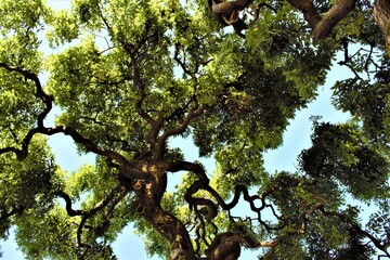 Tree in the sky © Marthaa