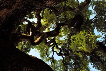 Tree in the sky © Marthaa