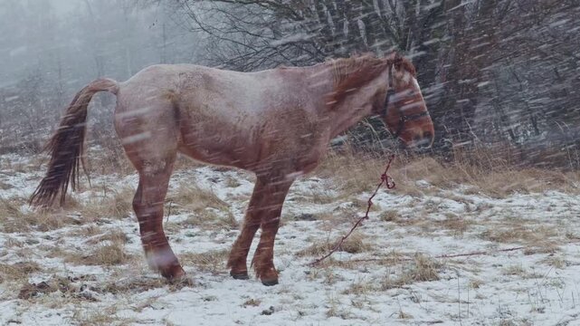 Horse Defecating In Snowy Field During Blizzard. Natural Biological Process Of Equine In Rural Countryside