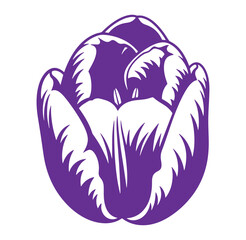 Elegant purple tulip flower bud in vector illustration for floral and spring designs
