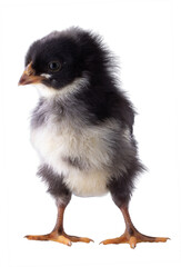 Young baby chicken leaning toward the left