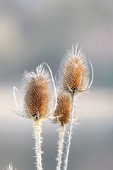 Close-up of three dried flower heads of the wild teasel in winter