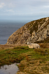 Naklejka premium sheep on the irish coastline