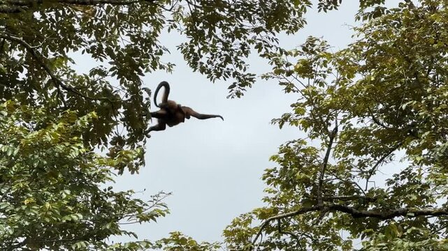Spider Monkeys on a Branch on the Rio Frio in Ca&ntilde;o Negro Wildlife Refuge in Los Chiles, Costa Rica