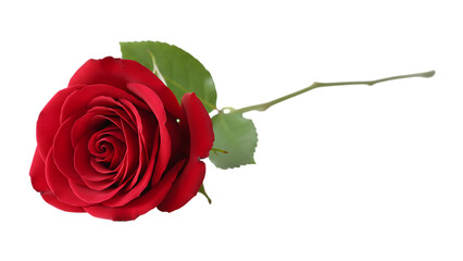 A single beautiful red rose blossom with a green leaf and romantic petals is isolated on a white background, making it a perfect floral gift for a Valentine or anniversary