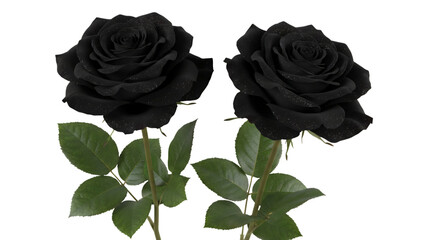 A single beautiful red blossom and a black and white rose bouquet with green leaves represent nature, love, and romance in this floral gift for a Valentine gift isolated on black