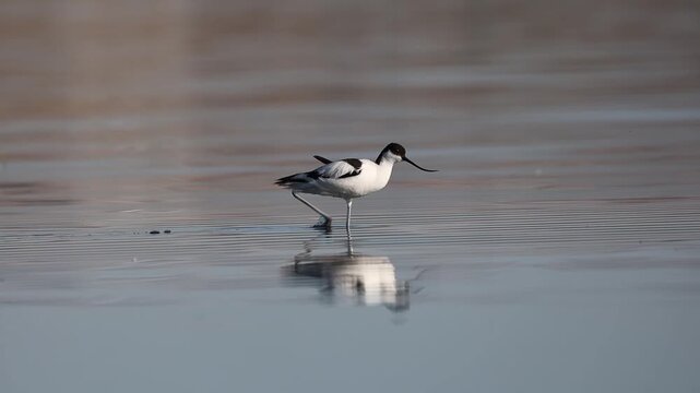 Pied Avocet walking in shallow water and foraging, elegant water bird in its natural habitat.
