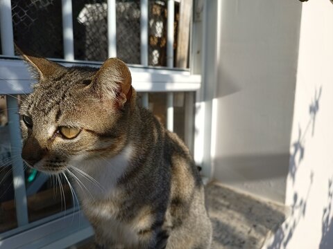 animal gato - Felis catus  