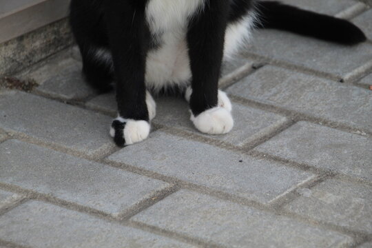 animal gato - Felis catus  