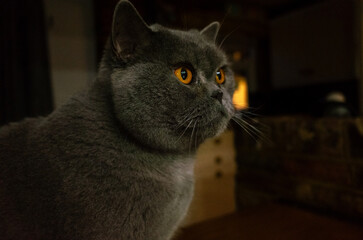 Grey cat with bright eyes indoors, focused gaze