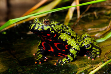 Chinesische Rotbauchunke // Oriental fire-bellied toad (Bombina orientalis)