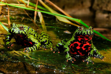 Oriental fire-bellied toad // Chinesische Rotbauchunke (Bombina orientalis)