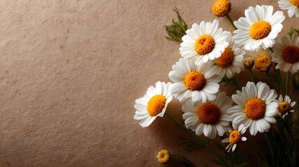 Obraz premium Flat lay of fresh white chamomile flowers with yellow centers arranged on a textured beige paper background with soft natural lighting style.