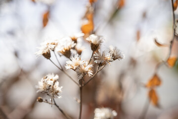 ツクシトウヒレンの綿毛ついた種子