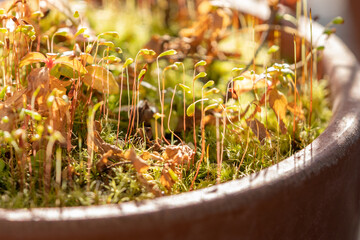 可愛い苔の胞子のう